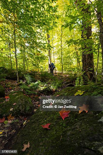 hiking in canadian forest - killbear provincial park stockfoto's en -beelden