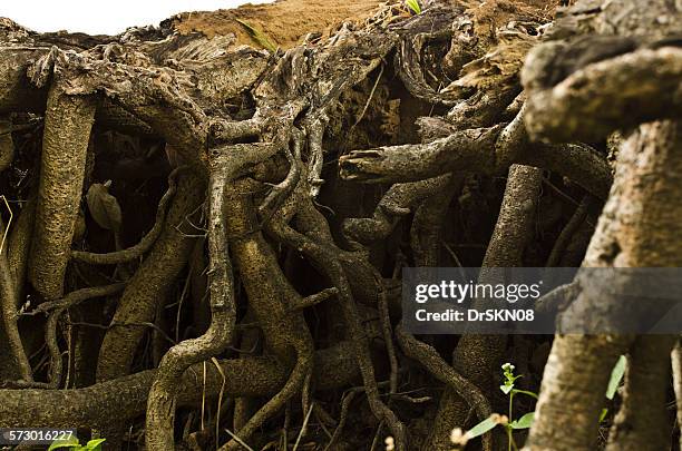 Ficous Tree Roots 291 Ficus Tree Roots Stock Photos, High-Res Pictures, and Images ...