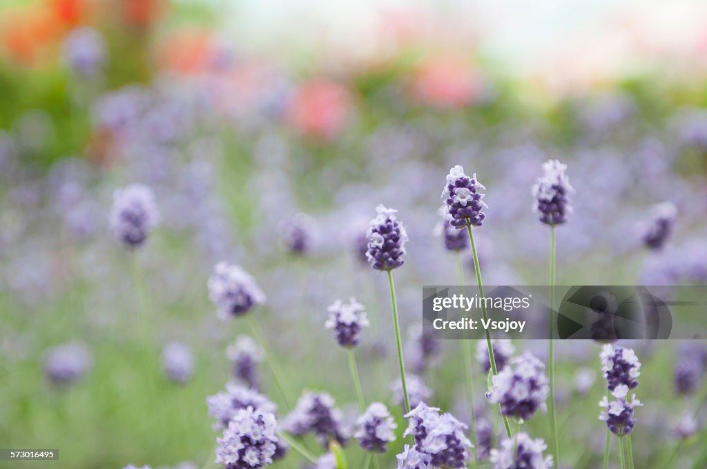 Lavendar in Furano