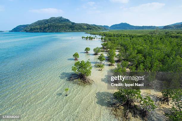 japan's longest mangrove river, iriomote island - mangrove tree stock pictures, royalty-free photos & images