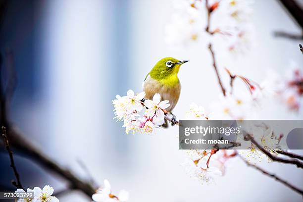 ume and mejiro - springtime birds stock pictures, royalty-free photos & images