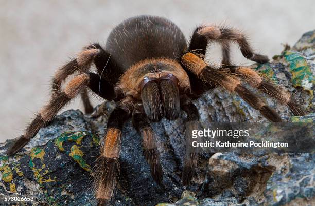mexican red knee tarantula - mexican redknee tarantula stock pictures, royalty-free photos & images