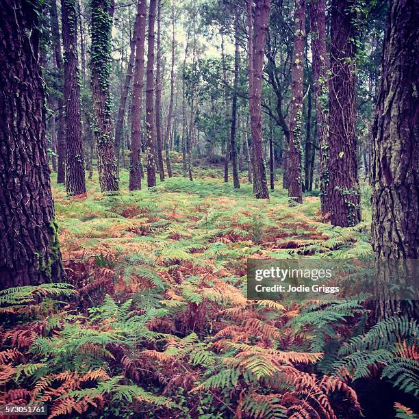 looking through trees at forest - les landes stock pictures, royalty-free photos & images