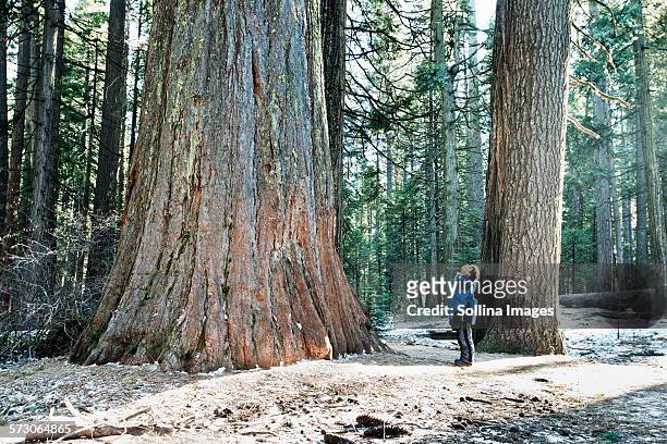 mixed race boy admiring sequoia tree in forest - sequoia stockfoto's en -beelden