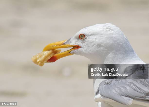 seagull eating churro - meeuw stockfoto's en -beelden
