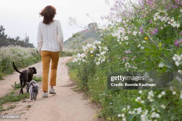 caucasian woman walking dogs on dirt path - frauen rückansicht stock-fotos und bilder