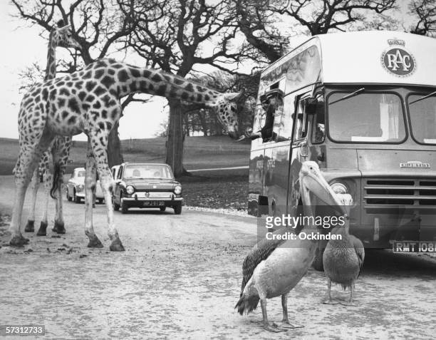 The RAC Mobile Office stationed at Longleat Safari Park in Wiltshire also serves as a mobile canteen for this enterprising giraffe, 13th May 1969. S....