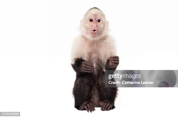 whistling monkey - scimmia foto e immagini stock