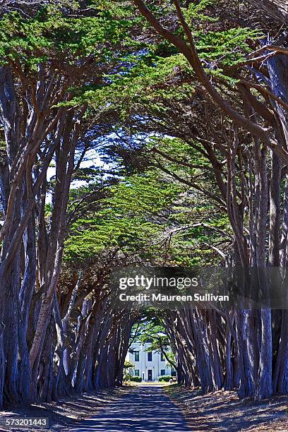 Point Rays Trees 30 Cedar Point Shores Stock Photos, High-Res Pictures, and Images ...