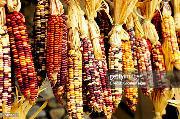 close-up of colorful indian corn in shop in cherokee, north carolina - maíz criollo fotografías e imágenes de stock