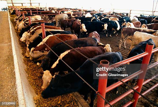 cow feedlot, ohio - domestic cattle imagens e fotografias de stock