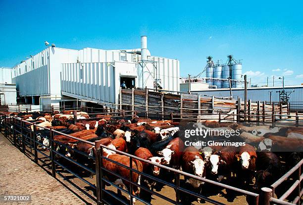 monfort beef, meat packing plant, greeley, colorado - meat processing plant imagens e fotografias de stock