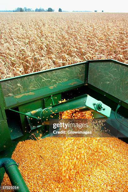 hopper fills with corn as combine moves thru field, clinton county, oh - threshed stock pictures, royalty-free photos & images