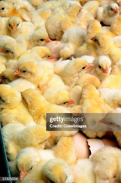 close-up of just hatched chicks in hatchery at halifax, north carolina - kläckeri bildbanksfoton och bilder