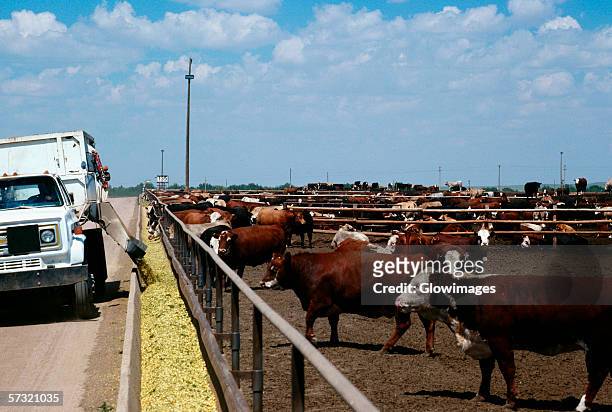 feed truck loads troughs at monfort beef feedlot, near greeley, colorado - greeley colorado stock-fotos und bilder