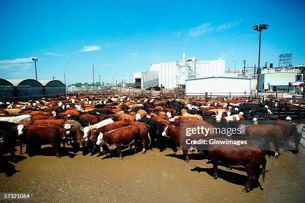 monfort beef, meat packing plant with plant in the background, greeley, colorado - greeley colorado stockfoto's en -beelden