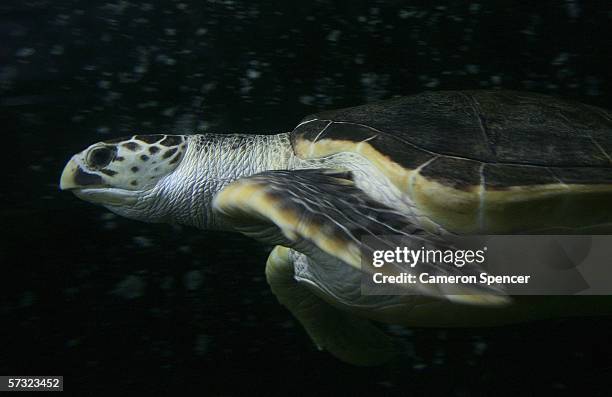 Tommy' a 20 year old leatherback turtle explores his new surroundings in a tank at Sydney Aquarium April 12, 2006 in Sydney, Australia. The...