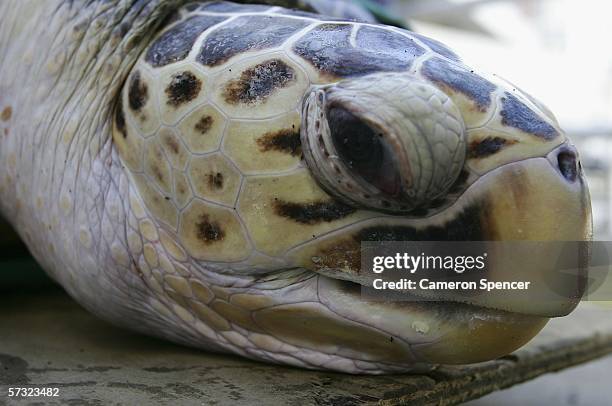 Tommy' a 20 year old leatherback turtle relaxes prior to entering the tank at Sydney Aquarium April 12, 2006 in Sydney, Australia. The leatherback...