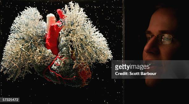 Man examines an exhibit of the pulmonary veins and bronchi during the Bodies.....The Exhibition on April 12, 2006 in London, England. The exhibition...