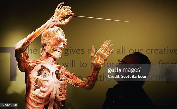 Man examines an exhibit during the Bodies.....The Exhibition on April 12, 2006 in London, England. The exhibition gives the public the unique...
