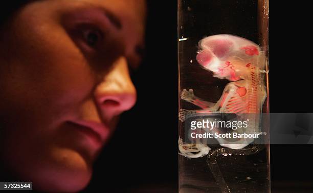 Woman examines an exhibit of a 10 week old foetal bone development during the Bodies.....The Exhibition on April 12, 2006 in London, England. The...