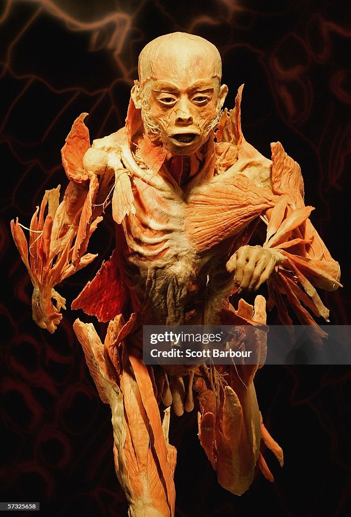 Bodies Exhibition Opens In London