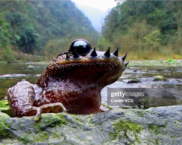 Rare Yunnan mustache toad is seen on April 12, in Guizhou province, China. The rare species is only found in the Ailao Mountain and Wuliang Mountain...