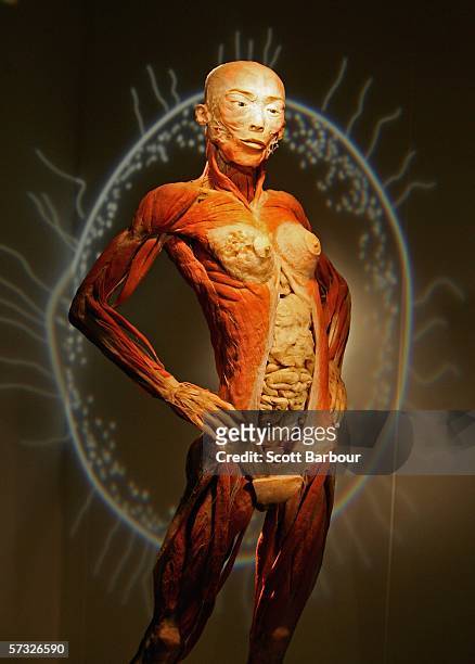 Body specimen stands on display during the Bodies.....The Exhibition on April 12, 2006 in London, England. The exhibition gives the public the unique...
