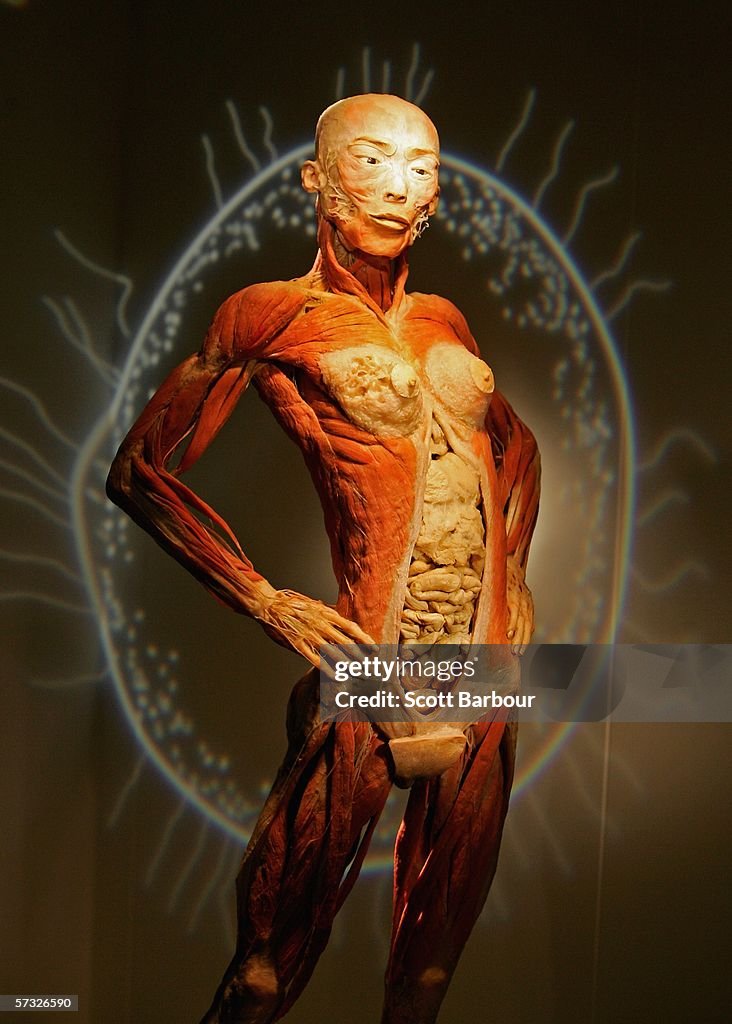 Bodies Exhibition Opens In London