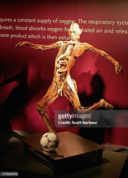 Body specimen sits on display during the Bodies.....The Exhibition on April 12, 2006 in London, England. The exhibition gives the public the unique...