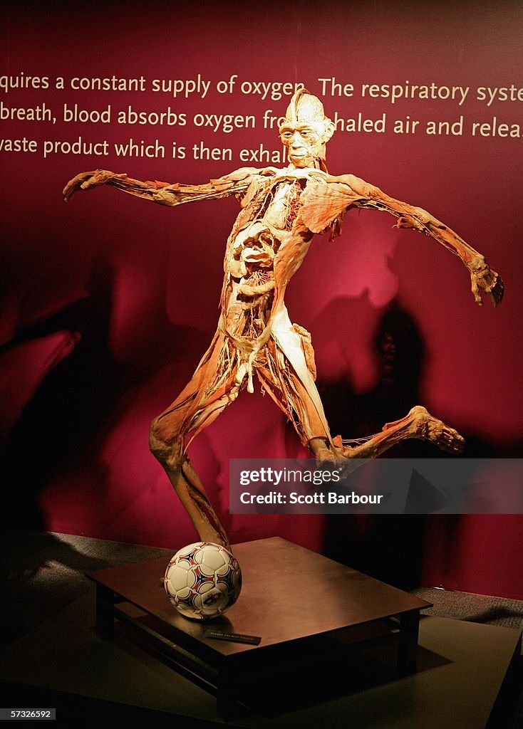 Bodies Exhibition Opens In London