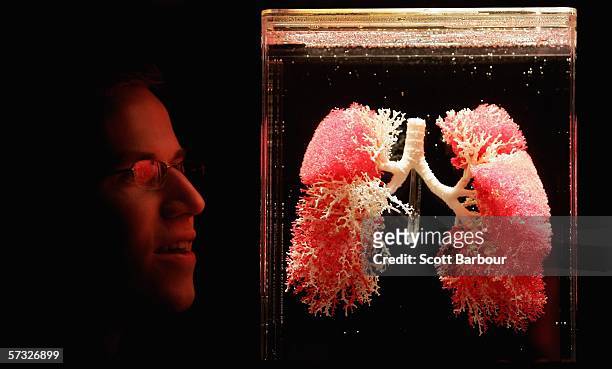 Man examines an exhibit of the pulmonary veins and bronchi during 'Bodies.....The Exhibition' on April 12, 2006 in London, England. The exhibition...