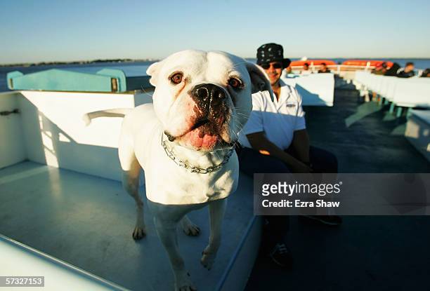 Willie rides the 7:00 am ferry with his American bulldog Romeo September 3, 2005 on the Fire Island Ferry off the coast of Long Island in New York....