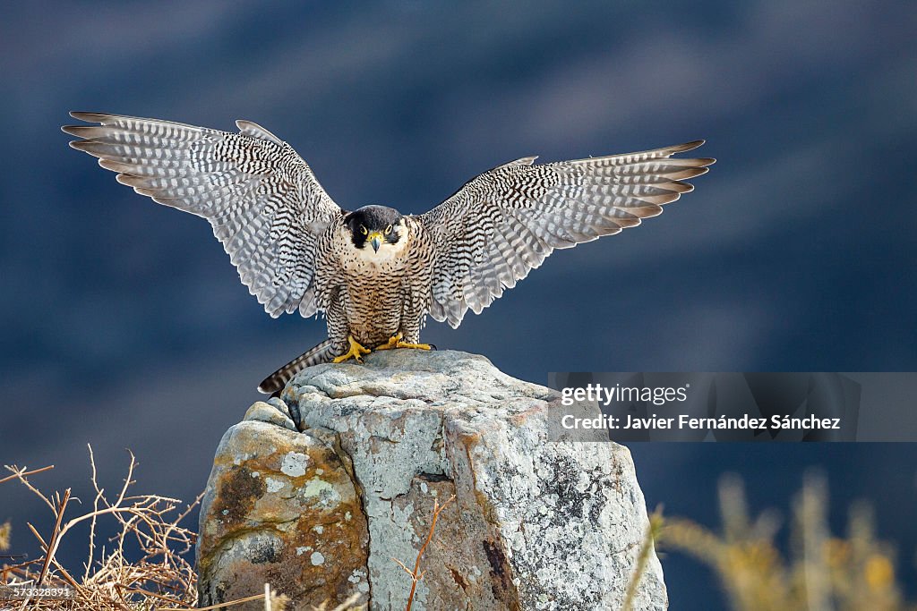 Peregrine falcon, open wings