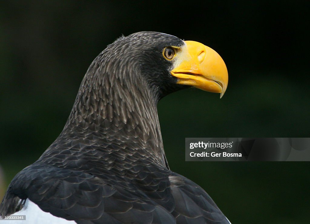 Steller sea eagle In Profile