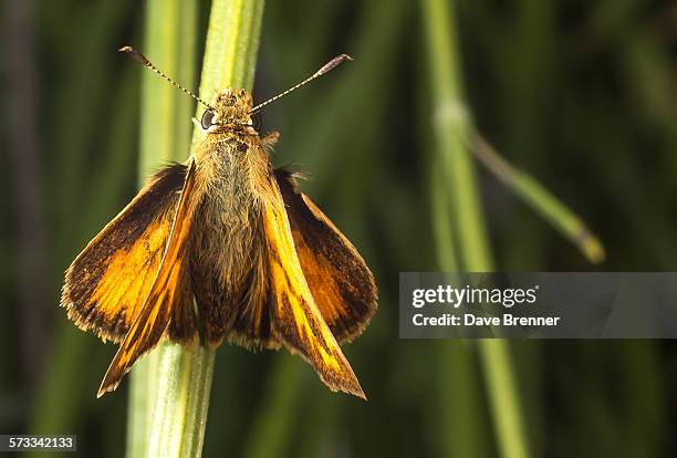 woodland skipper (ochlodes sylvanoides) - woodland skipper stock pictures, royalty-free photos & images