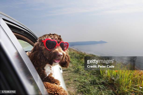 dog leaning out of car window on coast road - dog car stockfoto's en -beelden
