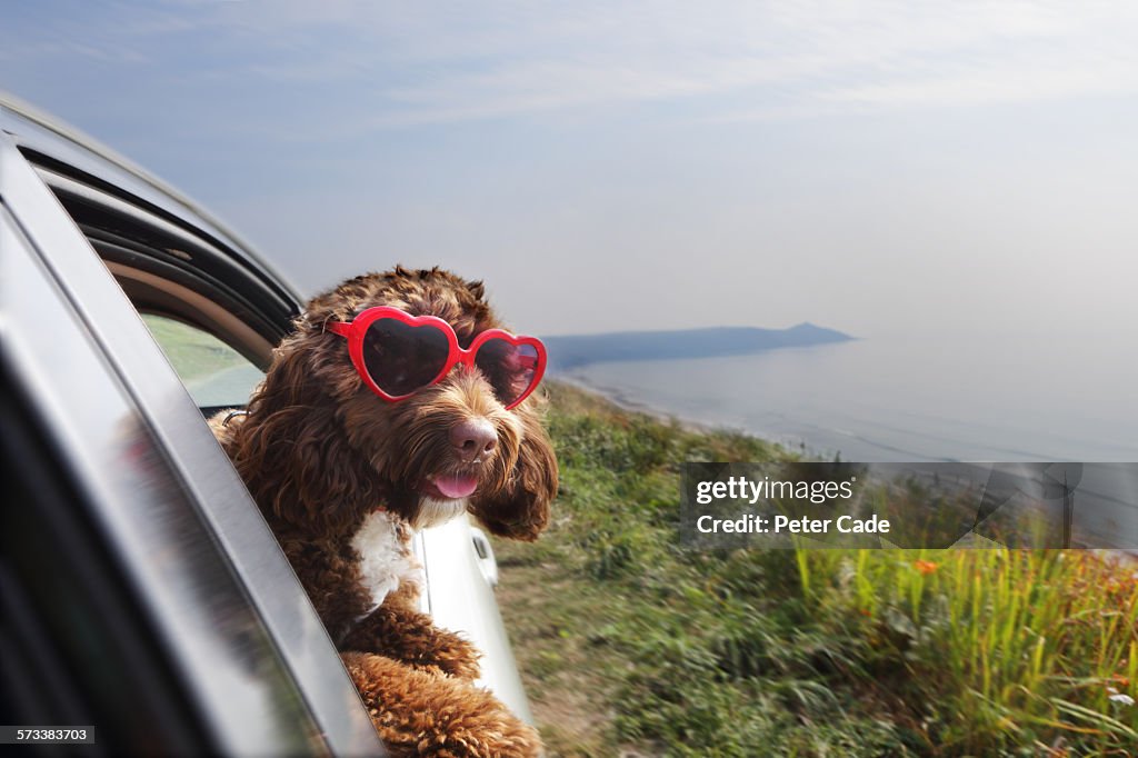 Dog leaning out of car window on coast road