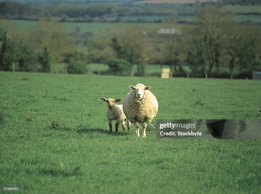 Sheep and a lamb in a grassy meadow