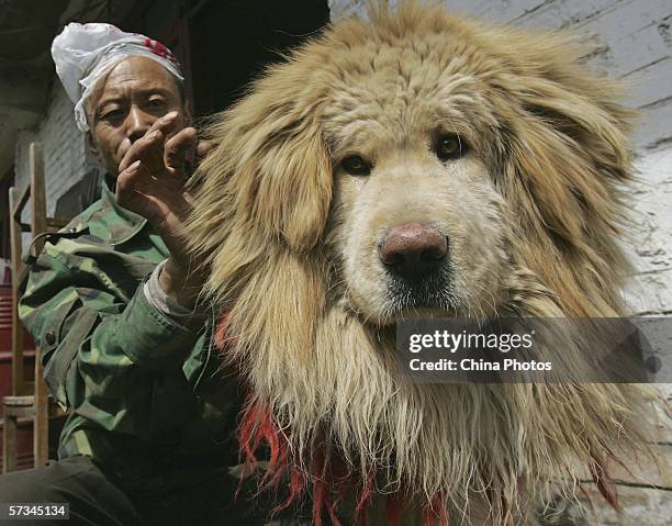 Feeder cleans the hair of a Tibetan Mastiff at Xining Purebred Tibetan Mastiff Breeding Base on April 15, 2006 in Xining of Qinghai Province, China....