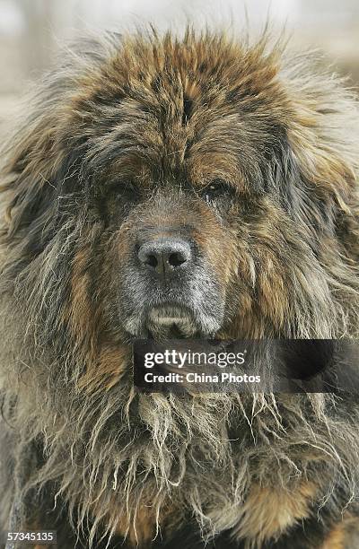 Tibetan Mastiff sits in its cage at Xining Purebred Tibetan Mastiff Breeding Base on April 15, 2006 in Xining of Qinghai Province, China. The breed,...