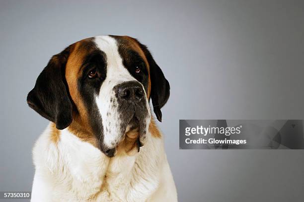 close-up of a st. bernard dog looking away - bernhardiner stock-fotos und bilder