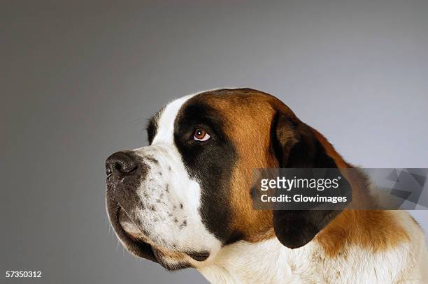side profile of a st. bernard dog looking up - bernhardiner stock-fotos und bilder