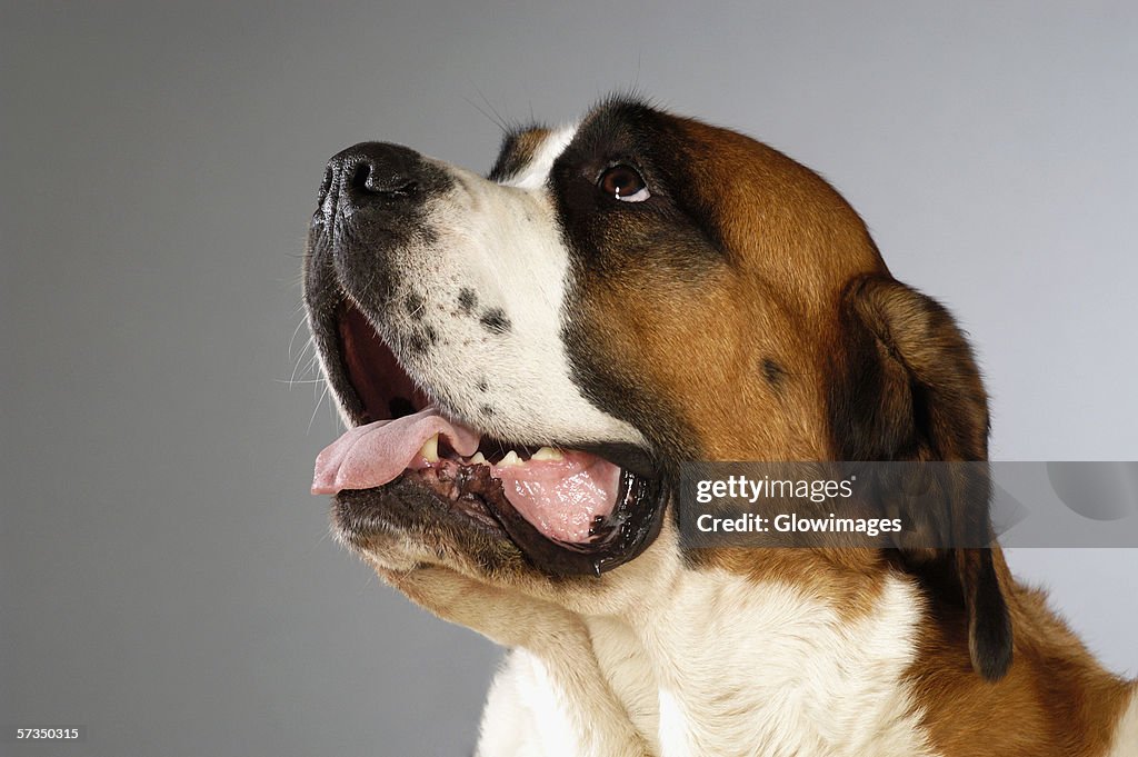 Side profile of a St. Bernard dog looking up