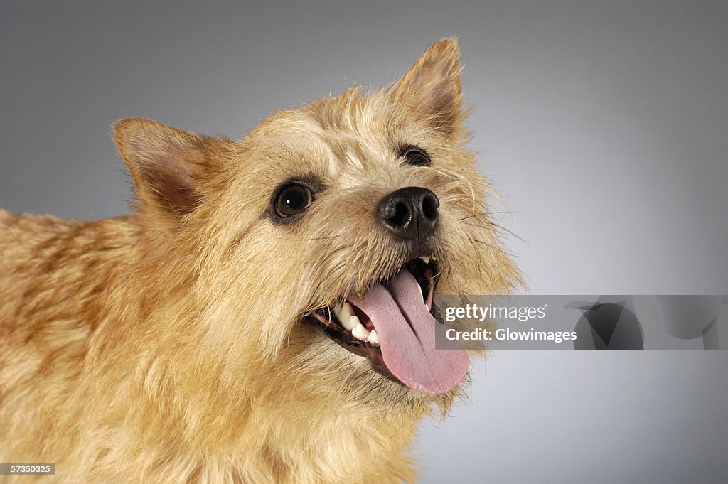 Close-up of a Yorkshire Terrier sticking out its tongue