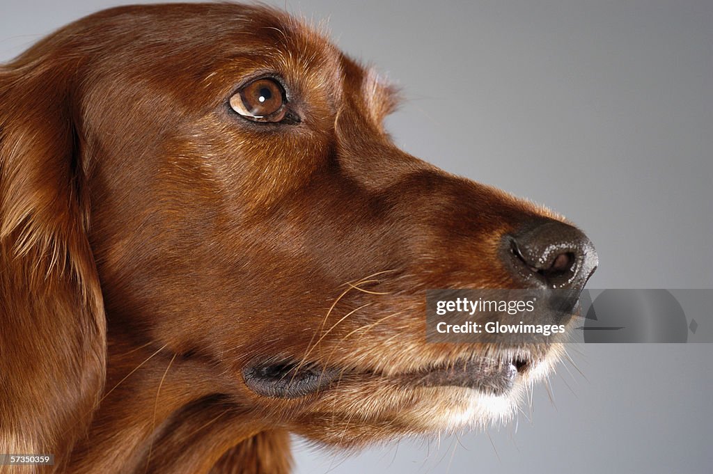 Side profile of a Cocker Spaniel's looking up