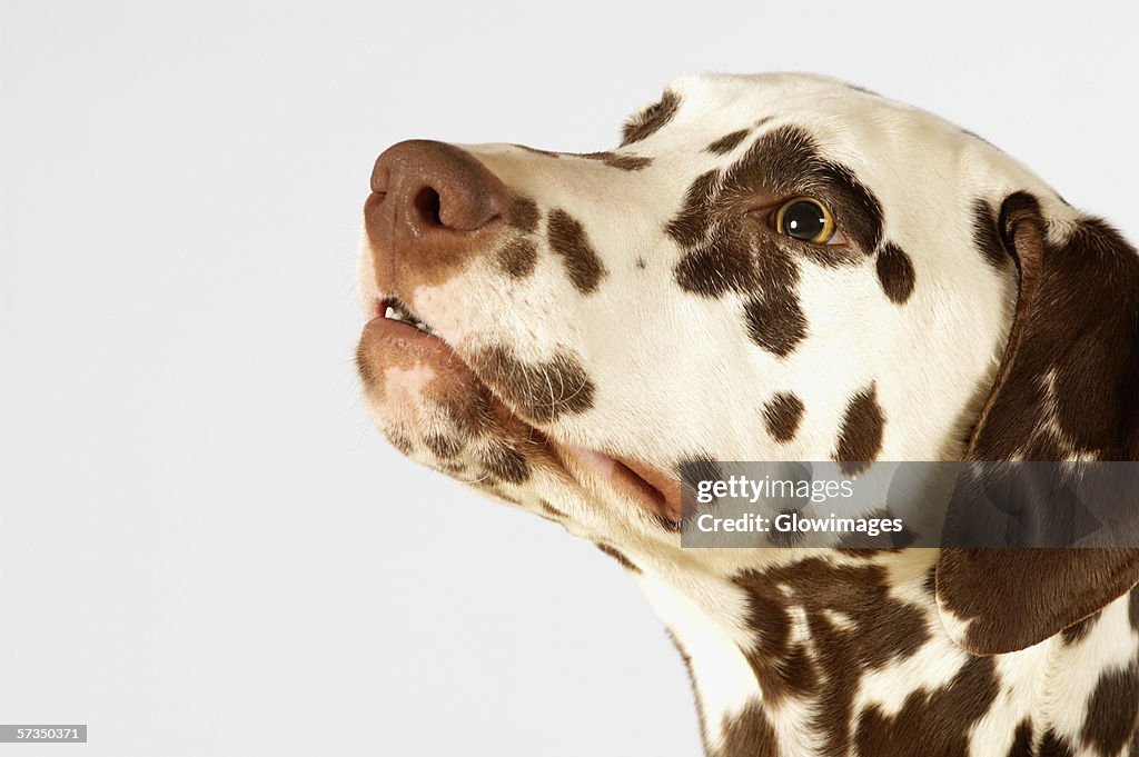 Side profile of a Dalmatian looking up