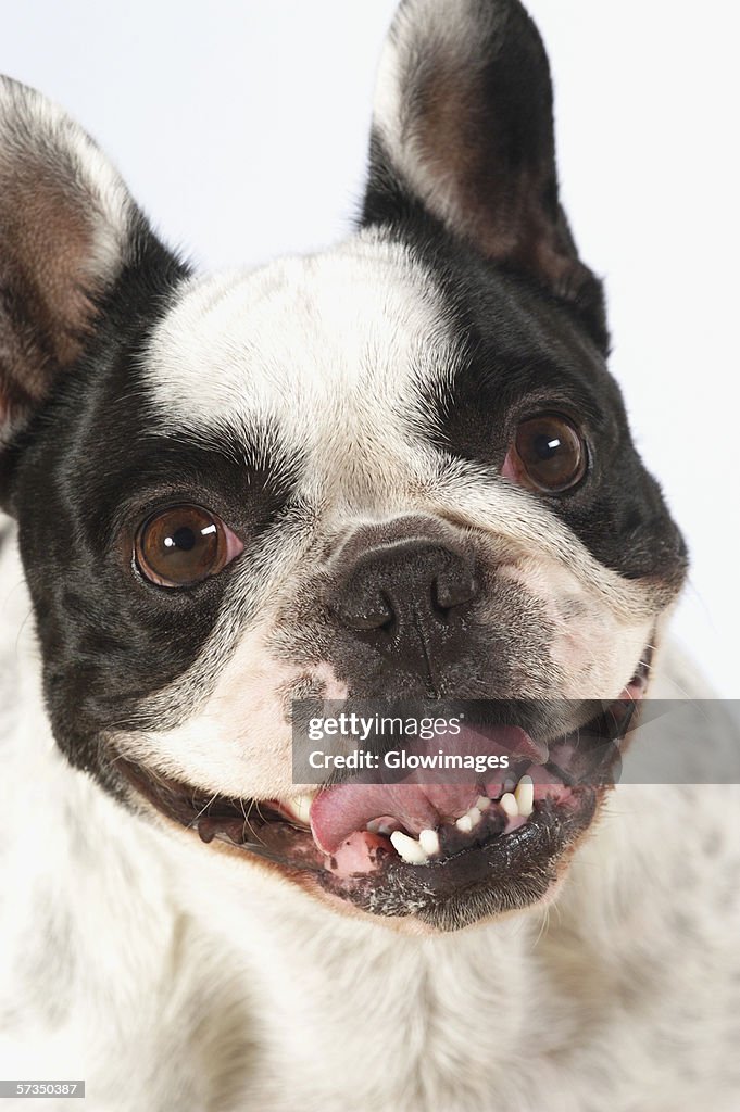 Close-up of a Boston Terrier sticking out its tongue