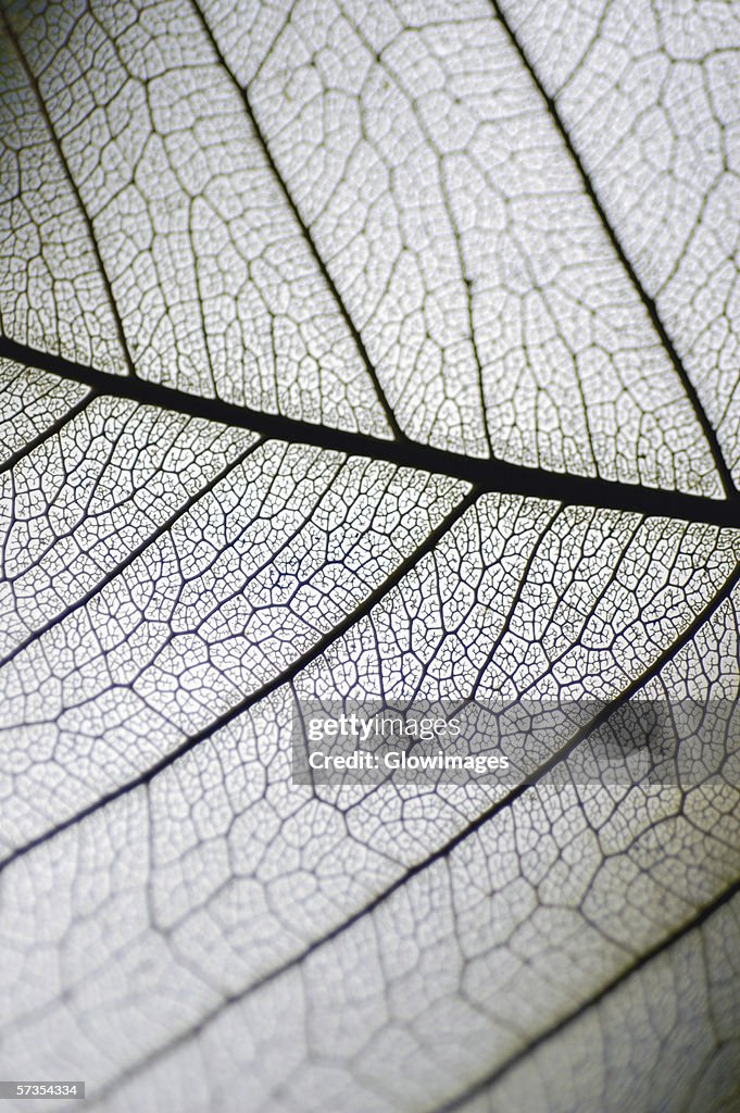 Close-up of a dried leaf vein