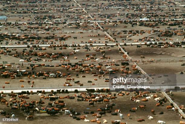 aerial view of world?s largest cattle feedlot (120,000 head). monfort beef, co - large cattle farm stock pictures, royalty-free photos & images